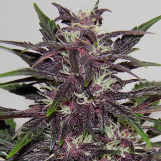 Cannabis seeds Auto Purple Kush Feminised Silver - 500 pcs
